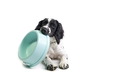 spaniel puppy holding its food bowl and demanding to be fed (white background)