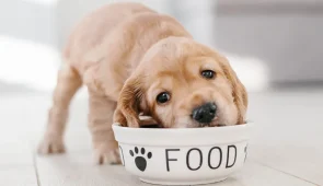 Wet-Pet-Food