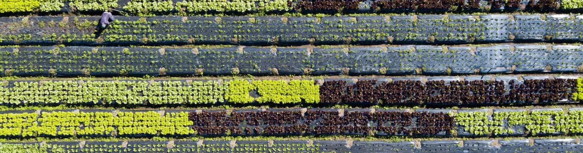 Sustainable Food Processing: Best Practices and Innovations