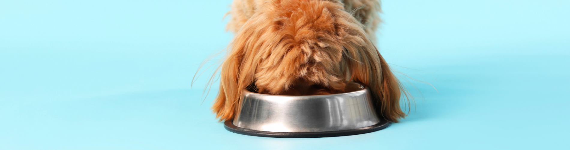 Case Study: High-Throughput Semi-Continuous Wet Pet Food Production