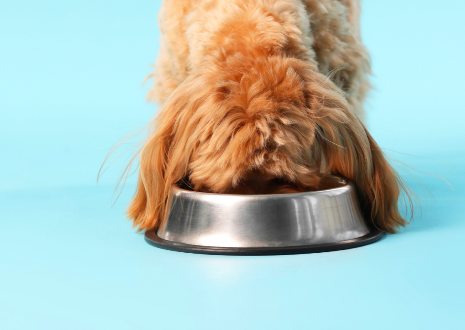 Case Study: High-Throughput Semi-Continuous Wet Pet Food Production
